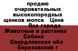 продаю очаровательных высокопородных щенков мопса › Цена ­ 20 000 - Все города Животные и растения » Собаки   . Свердловская обл.,Березовский г.